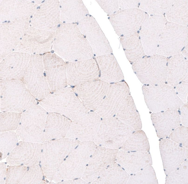 EMX1 Antibody in Immunohistochemistry (IHC)