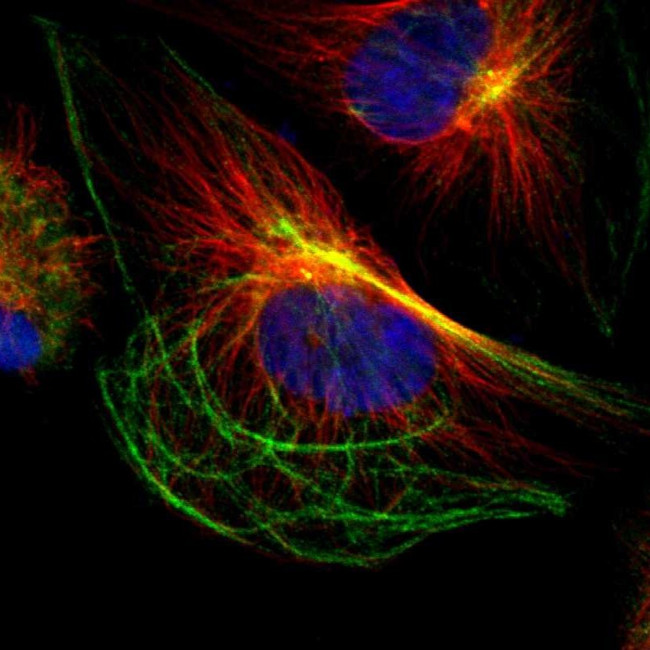 PSMB4 Antibody in Immunocytochemistry (ICC/IF)