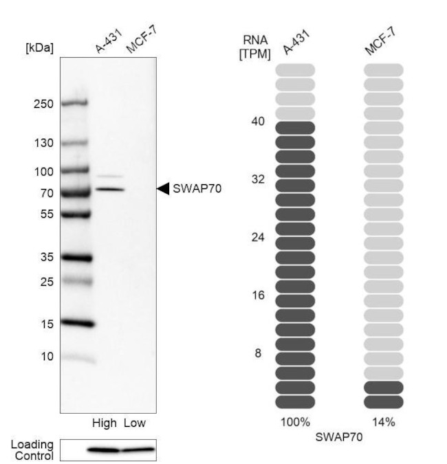 SWAP70 Antibody