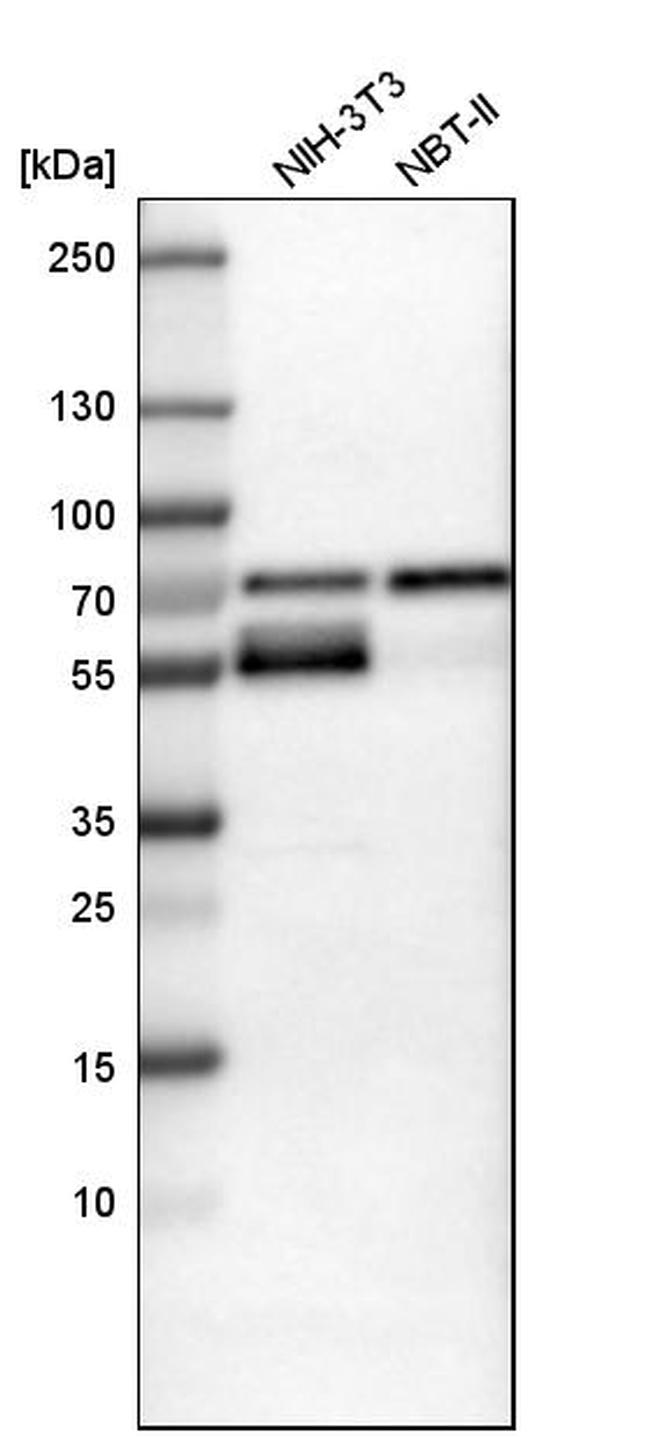 WWTR1 Antibody in Western Blot (WB)