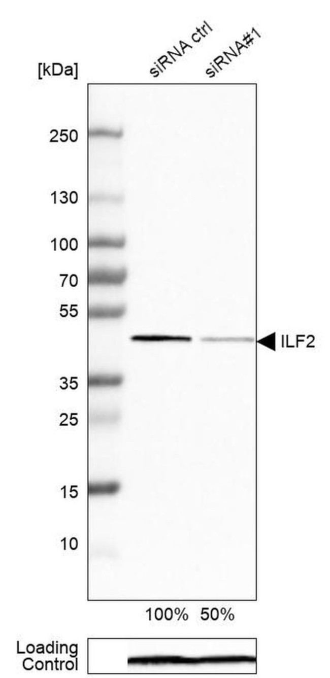 ILF2 Antibody