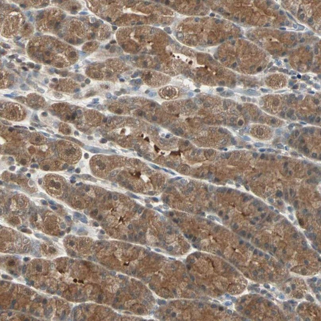 DRG2 Antibody in Immunohistochemistry (IHC)