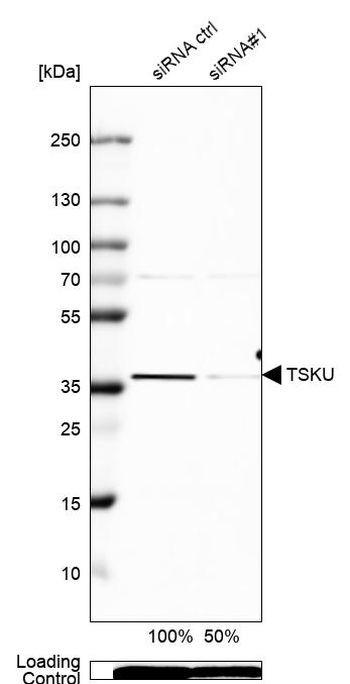 TSKU Antibody