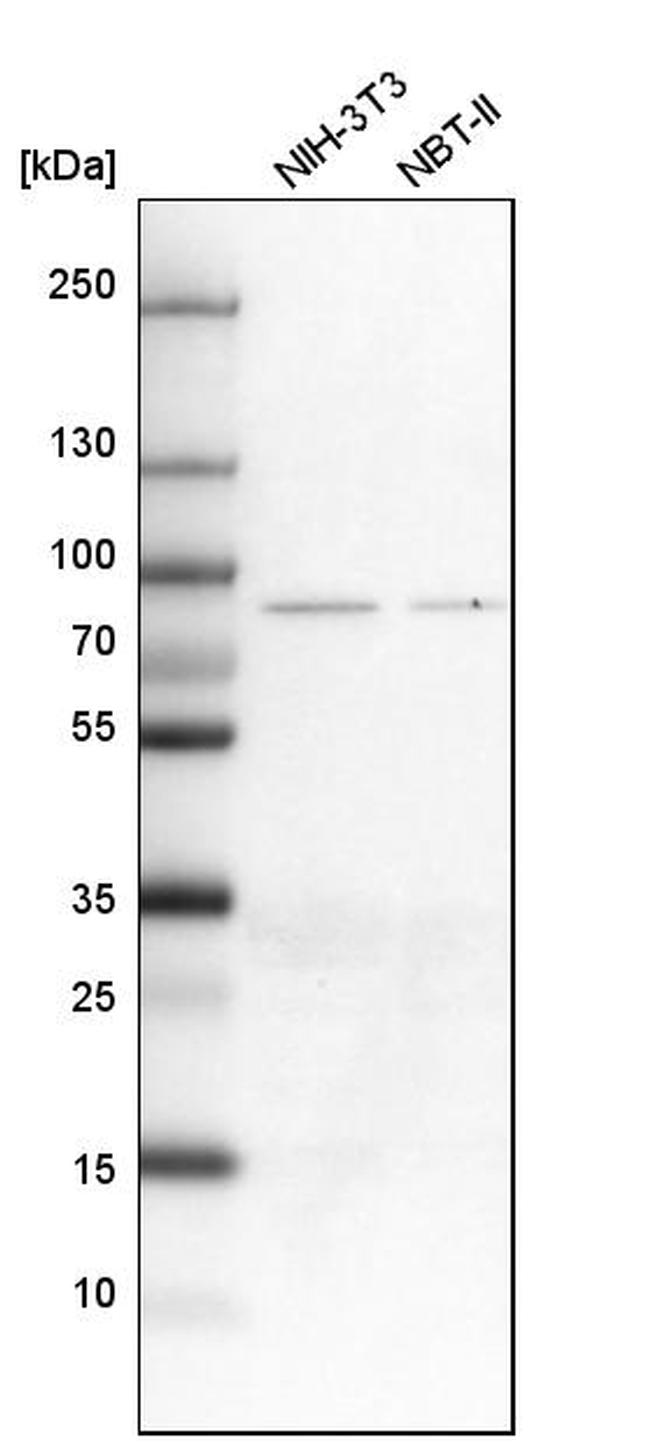 ALDH18A1 Antibody in Western Blot (WB)