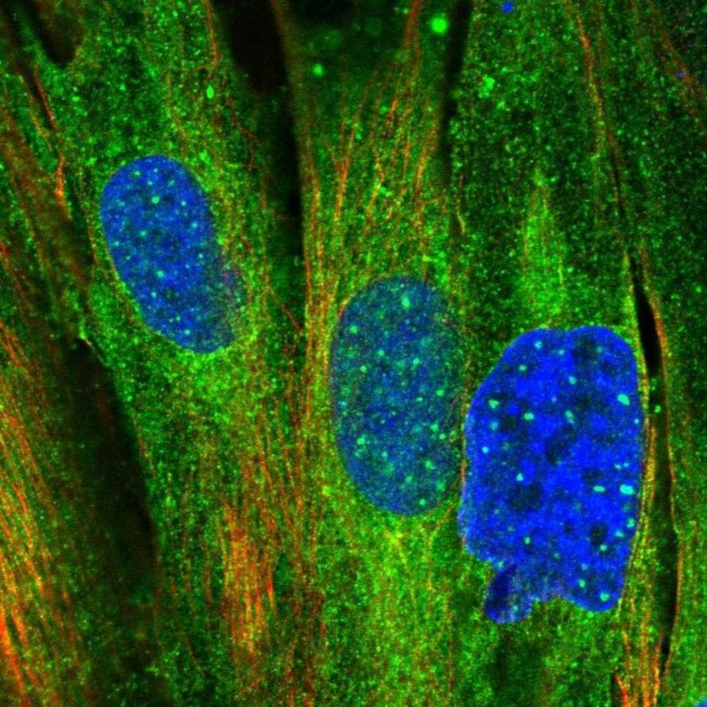 MRVI1 Antibody in Immunocytochemistry (ICC/IF)