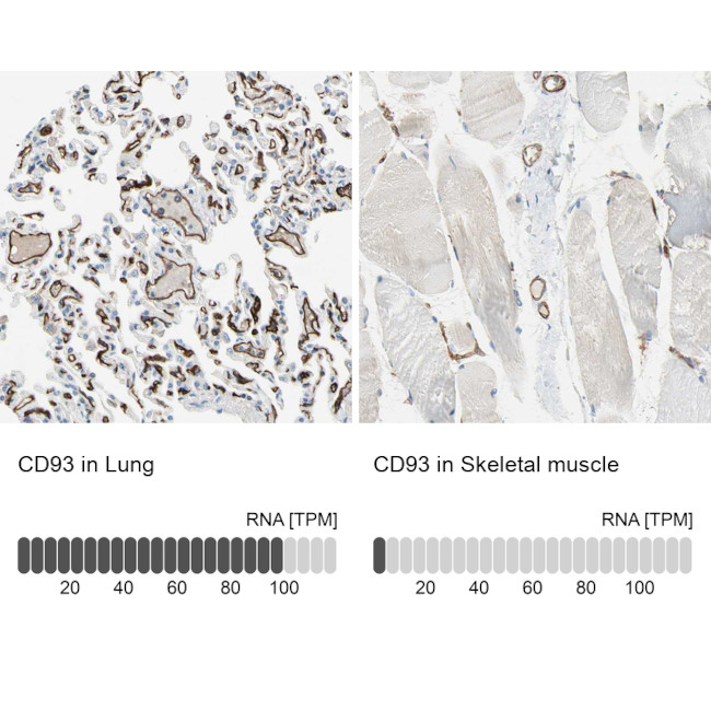 CD93 Antibody