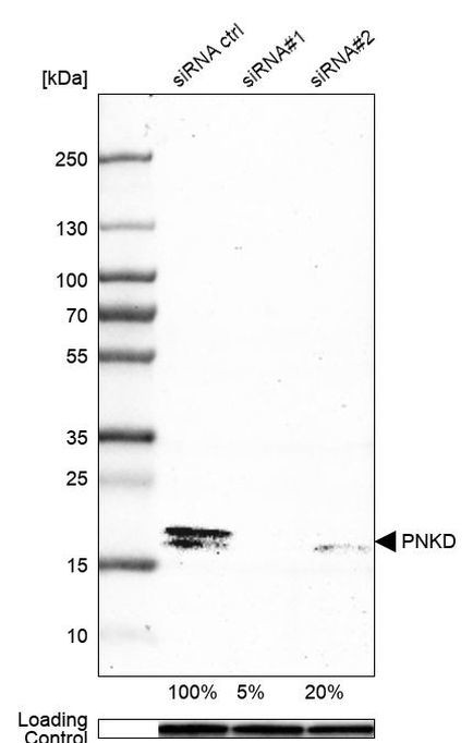 PNKD Antibody