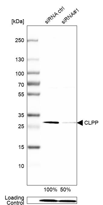 CLPP Antibody