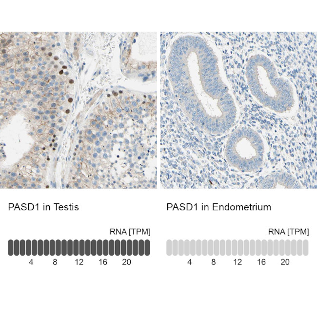 PASD1 Antibody