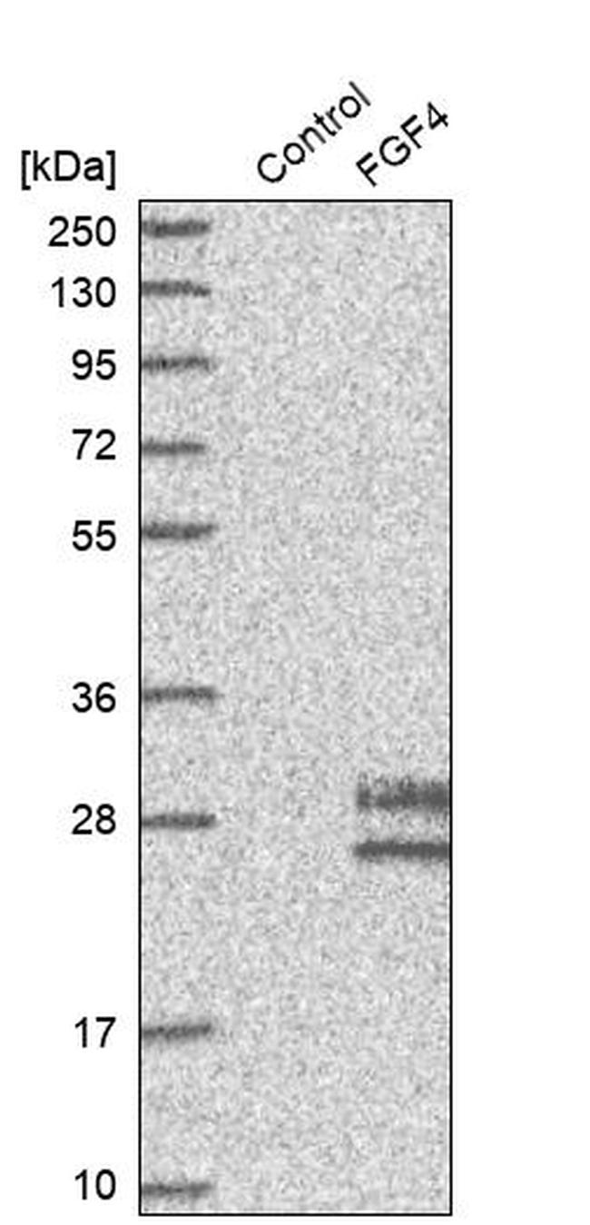 FGF4 Antibody in Western Blot (WB)