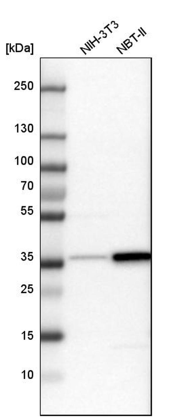 TRAP alpha Antibody in Western Blot (WB)