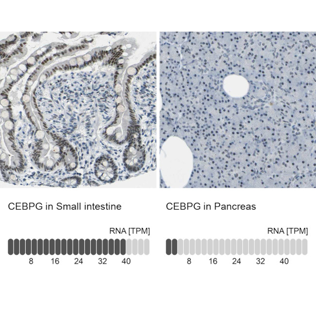 C/EBP gamma Antibody in Immunohistochemistry (IHC)