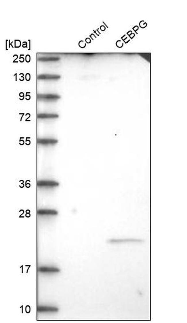 C/EBP gamma Antibody in Western Blot (WB)