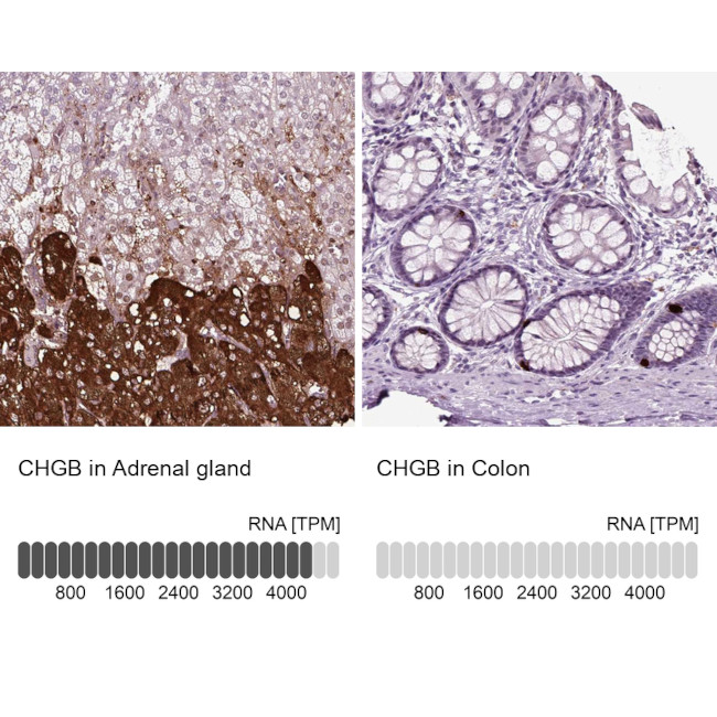 Chromogranin B Antibody