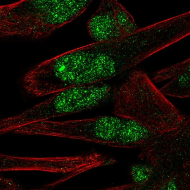 PNMAL1 Antibody in Immunocytochemistry (ICC/IF)