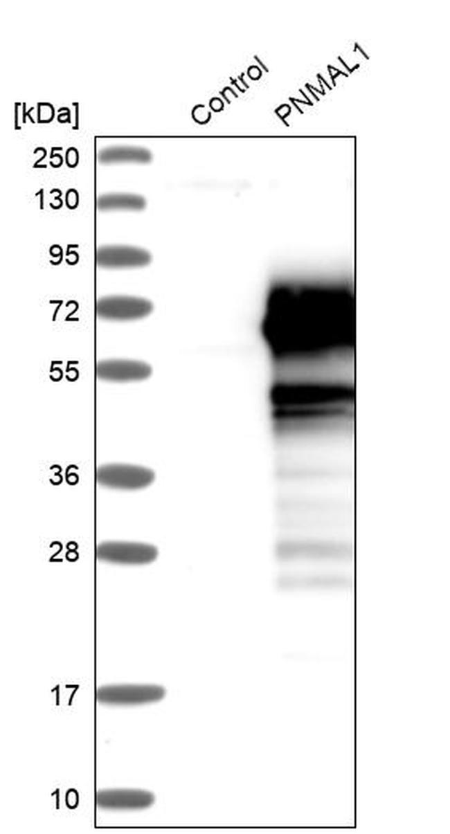 PNMAL1 Antibody in Western Blot (WB)