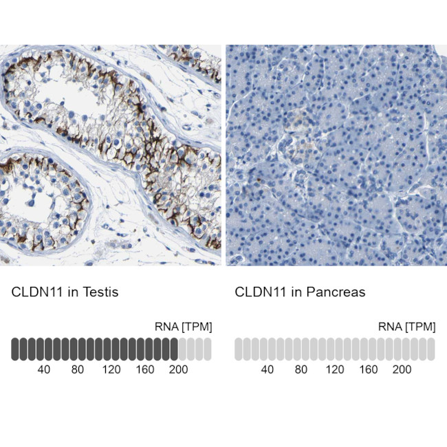 Claudin 11 Antibody