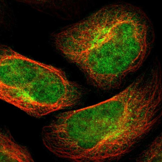 TSPAN9 Antibody in Immunocytochemistry (ICC/IF)