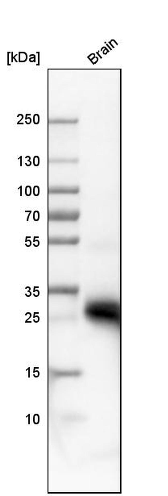 Aquaporin 4 Antibody in Western Blot (WB)