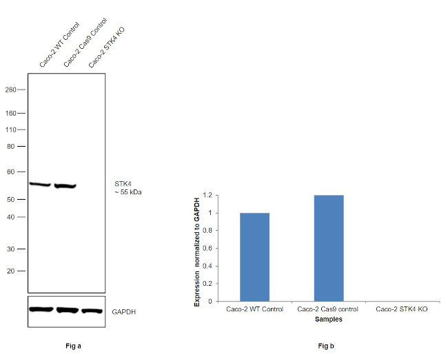 MST1 (STK4) Antibody