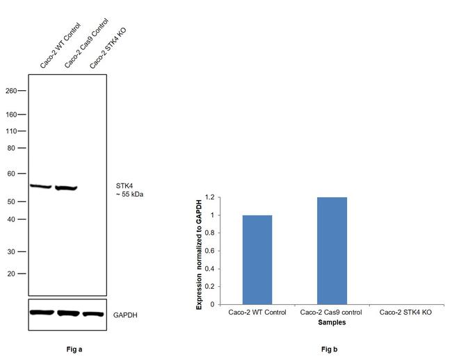 MST1 (STK4) Antibody in Western Blot (WB)