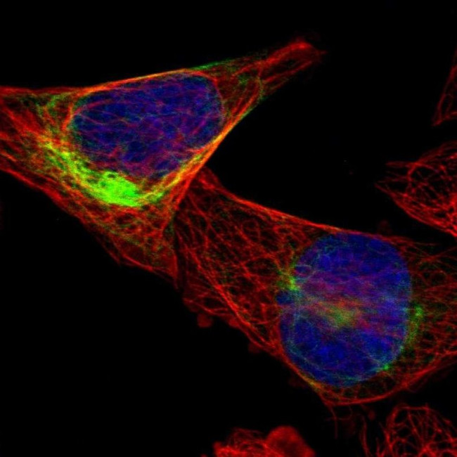 FAM174B Antibody in Immunocytochemistry (ICC/IF)