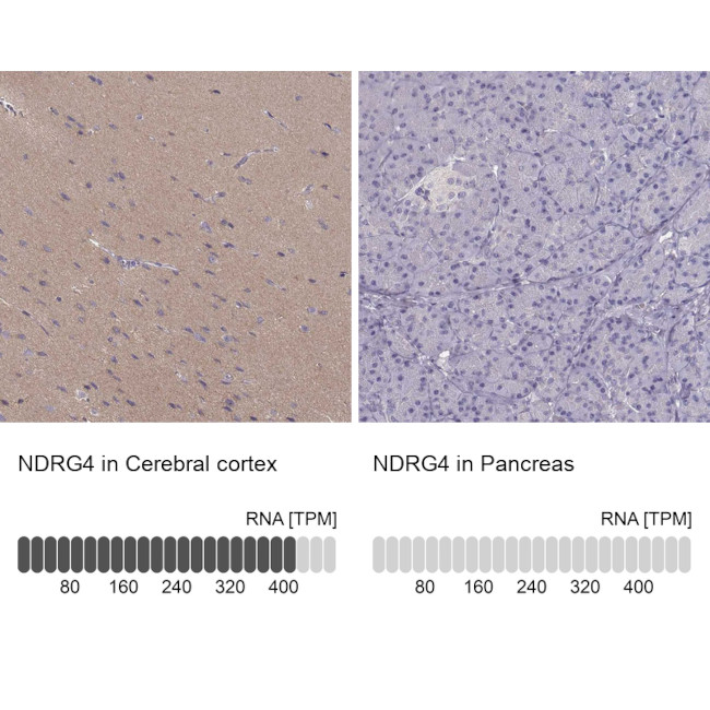 NDRG4 Antibody