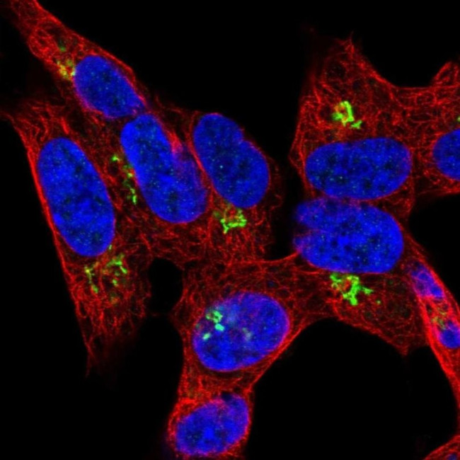 HHAT Antibody in Immunocytochemistry (ICC/IF)