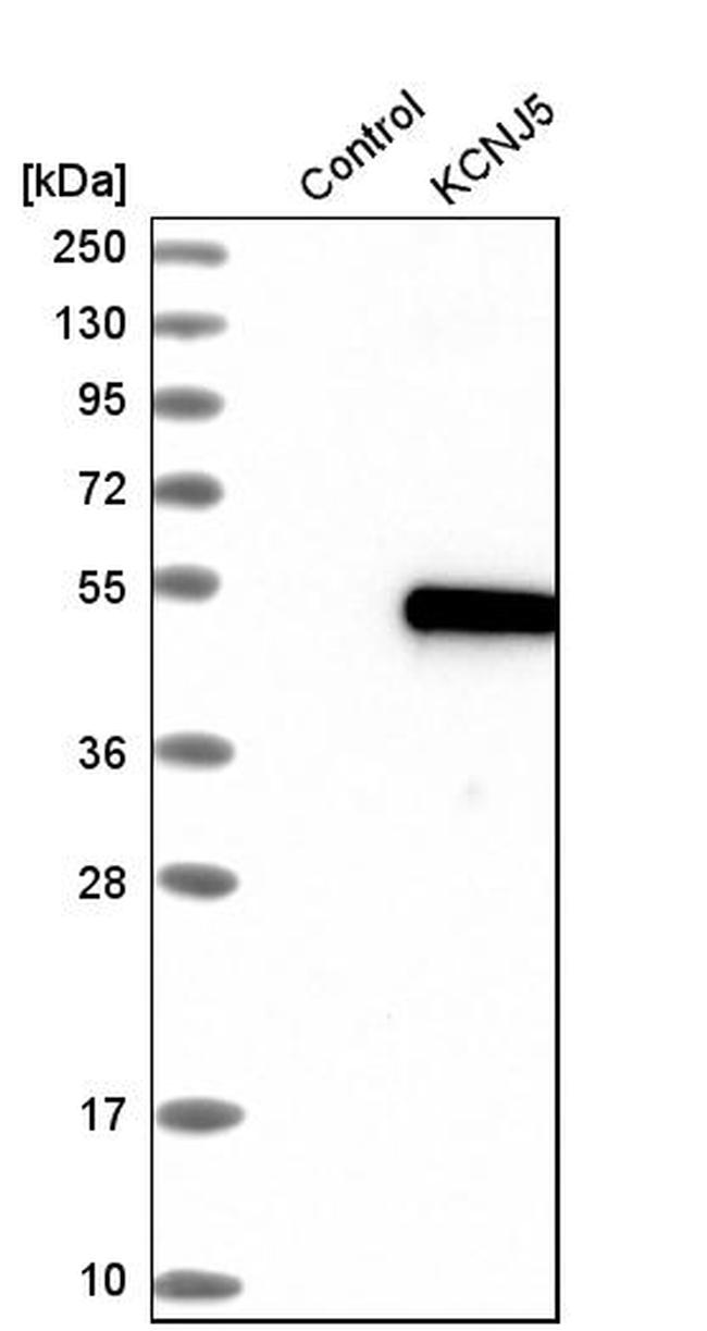 Kir3.4 (KCNJ5) Antibody in Western Blot (WB)