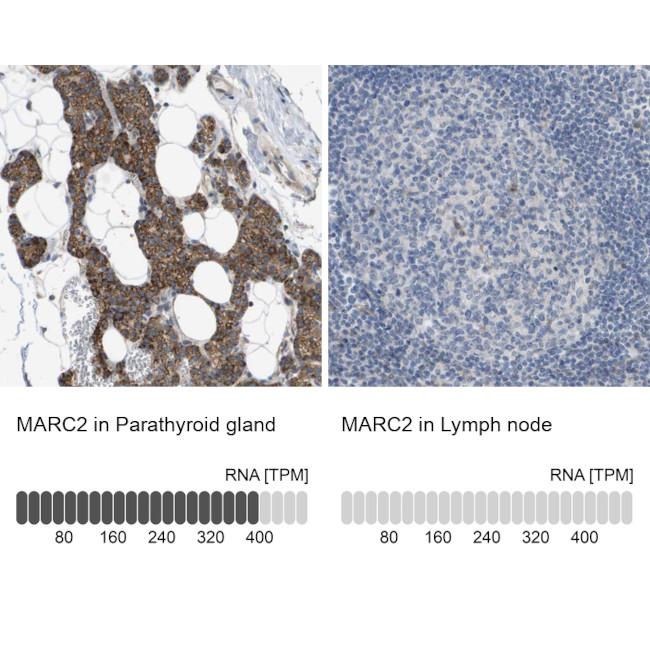 MOSC2 Antibody in Immunohistochemistry (IHC)