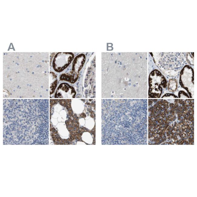 MOSC2 Antibody in Immunohistochemistry (IHC)