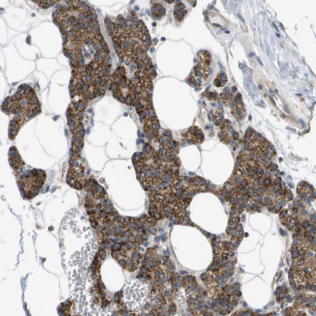 MOSC2 Antibody in Immunohistochemistry (IHC)