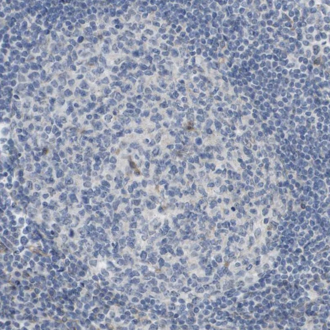 MOSC2 Antibody in Immunohistochemistry (IHC)