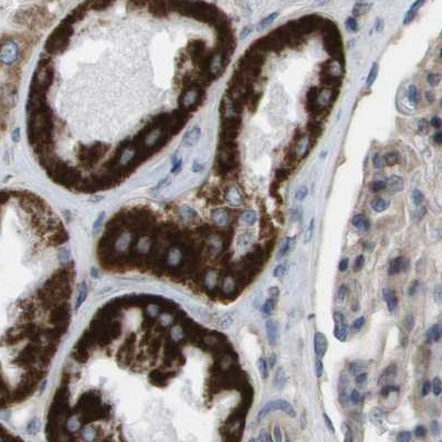 MOSC2 Antibody in Immunohistochemistry (IHC)