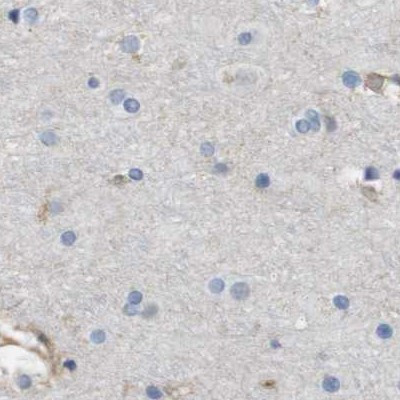 MOSC2 Antibody in Immunohistochemistry (IHC)