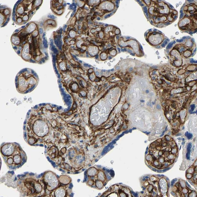 COL15A1 Antibody in Immunohistochemistry (IHC)