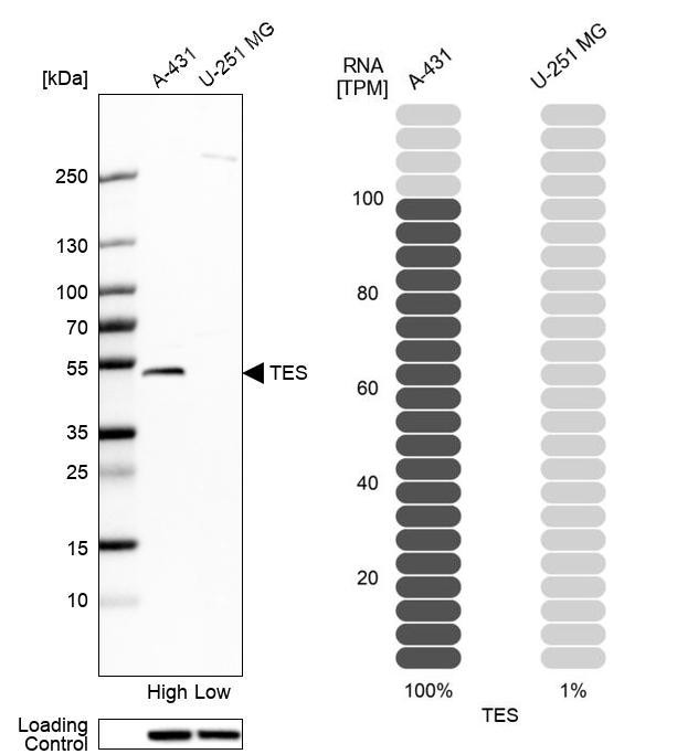 TES Antibody