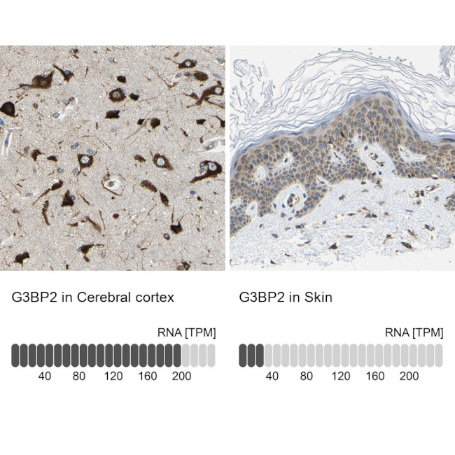 G3BP2 Antibody