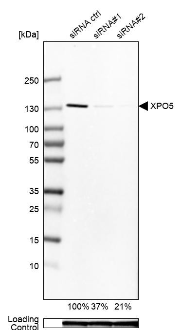 XPO5 Antibody