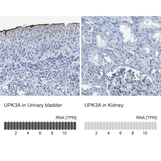 UPK3A Antibody