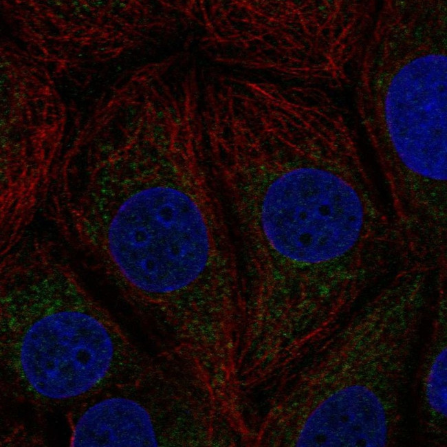 KNP-I Antibody in Immunocytochemistry (ICC/IF)