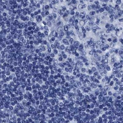 HOOK1 Antibody in Immunohistochemistry (IHC)