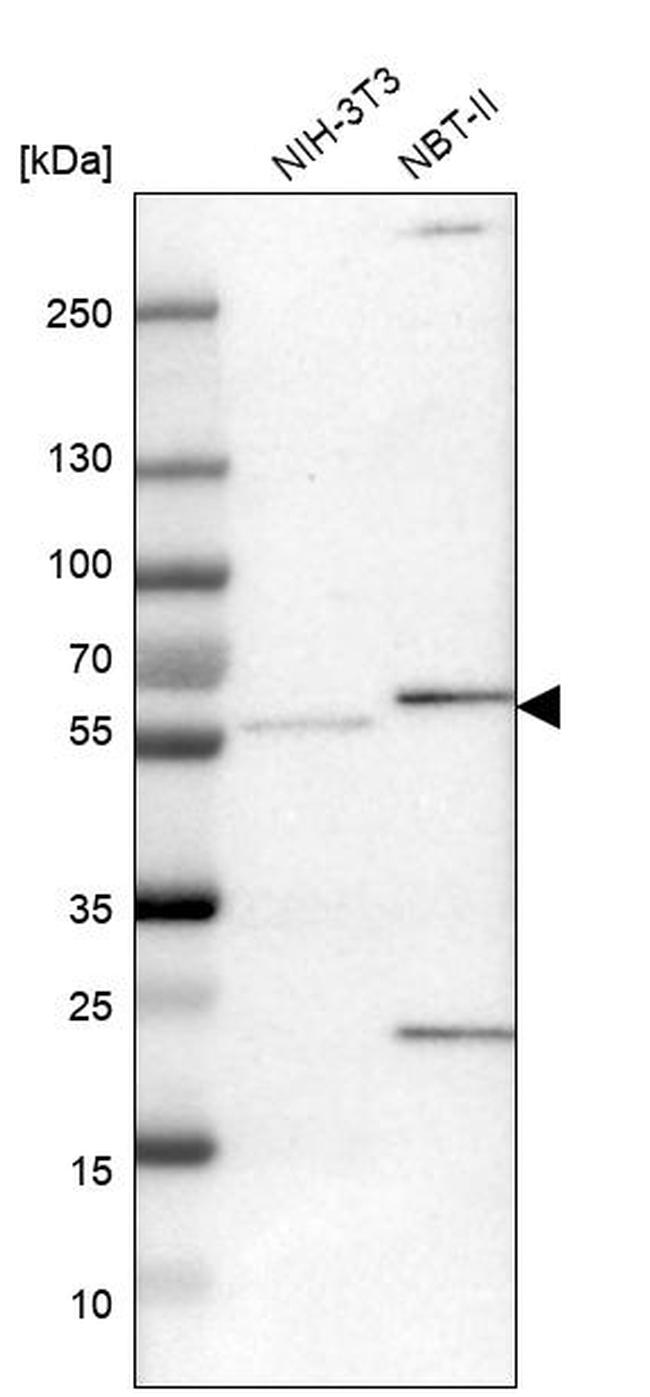 PDP1 Antibody in Western Blot (WB)