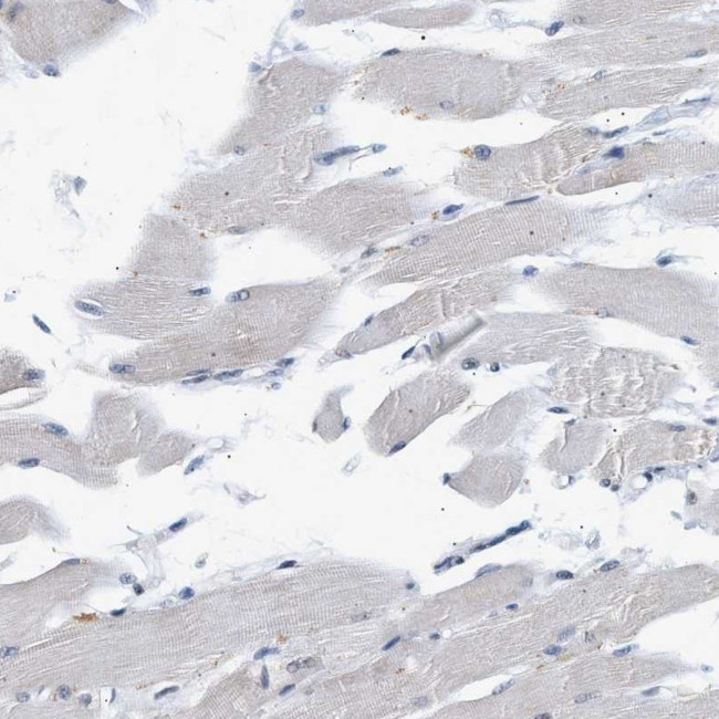 Nuclear Matrix Protein p84 Antibody in Immunohistochemistry (IHC)