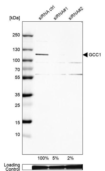 GCC1 Antibody