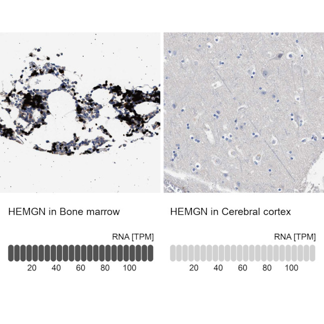 HEMGN Antibody