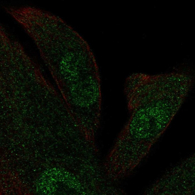 KIF12 Antibody in Immunocytochemistry (ICC/IF)