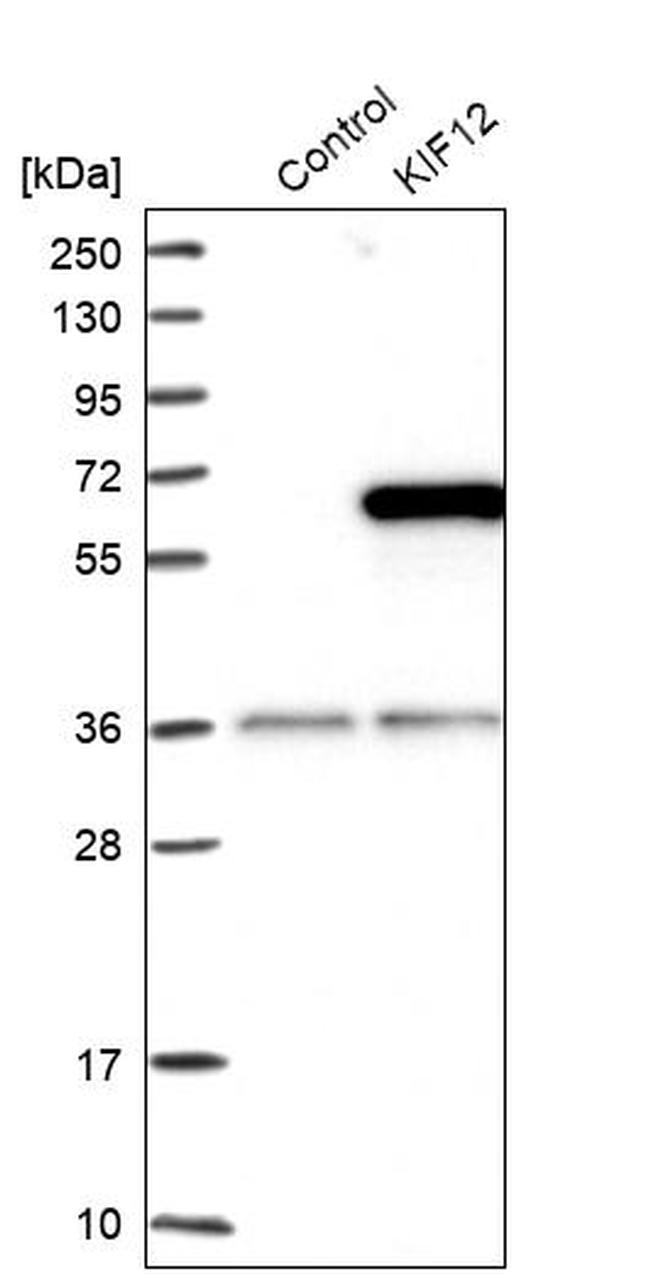 KIF12 Antibody in Western Blot (WB)