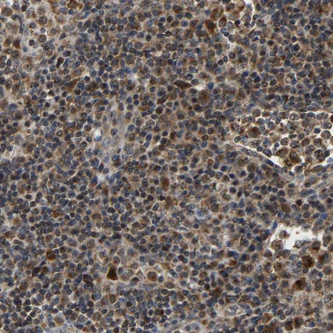 GIMA7 Antibody in Immunohistochemistry (IHC)