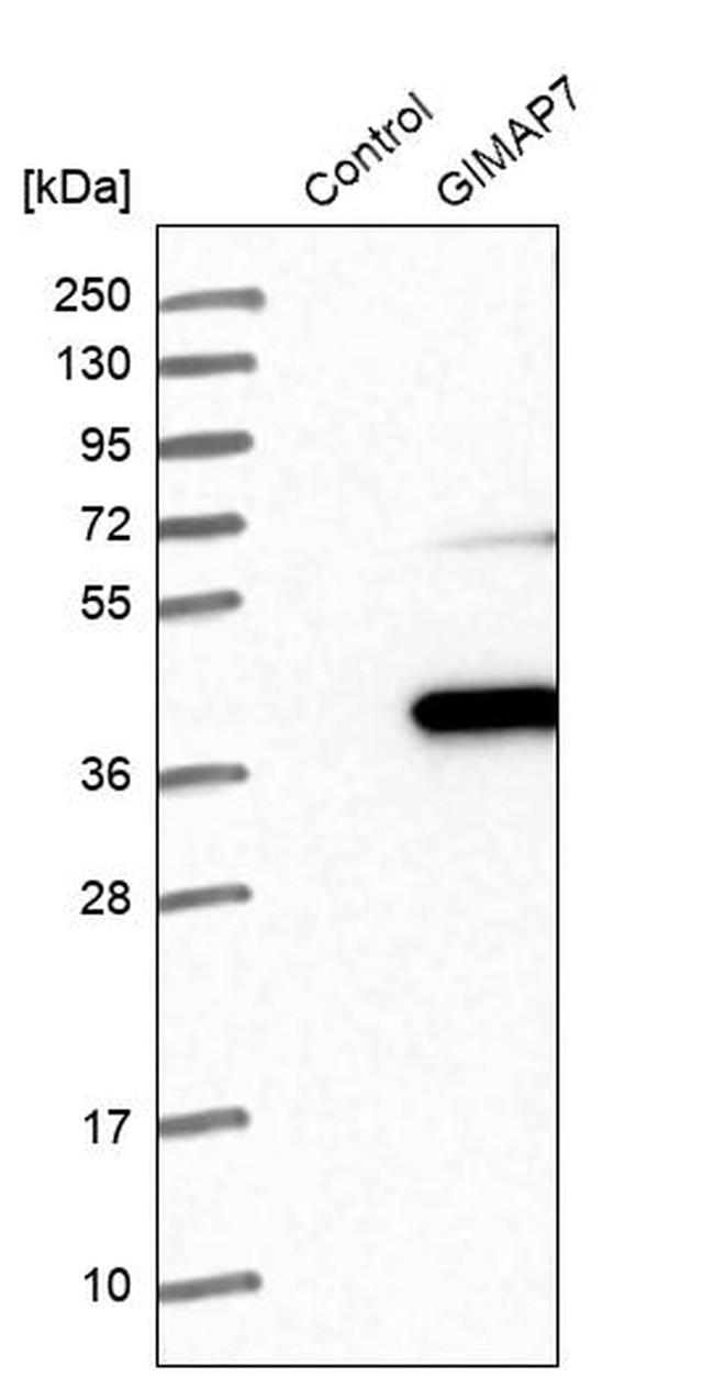 GIMA7 Antibody in Western Blot (WB)